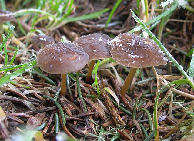 Macromiceti jurassiani � la lunga ricerca